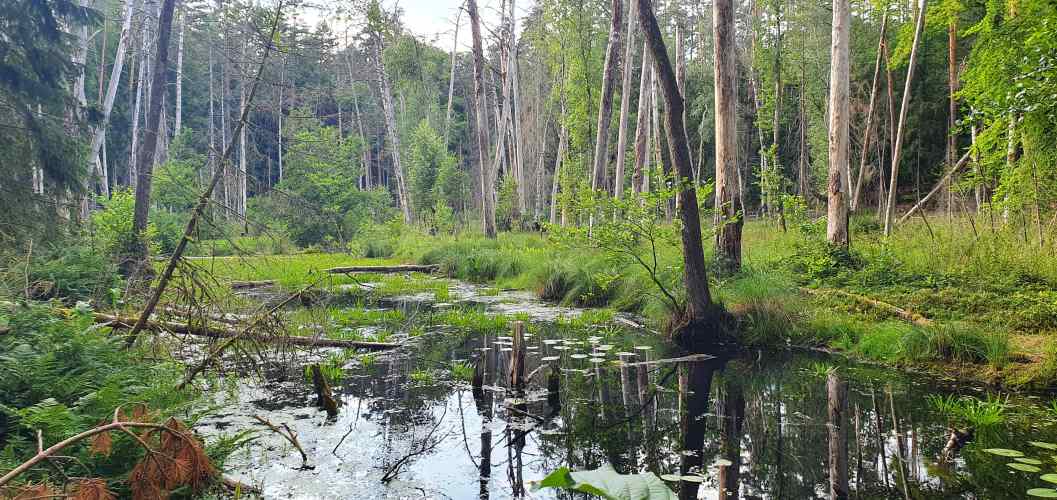 Polzowkanal auf Wanderung zwischen Roofensee und Nehmitzsee