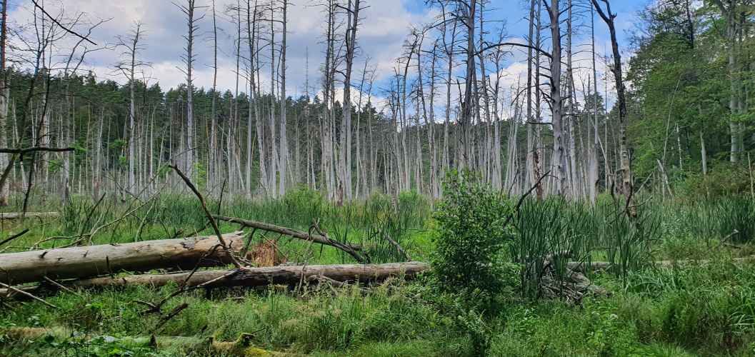 Sumpf auf Wanderung zwischen Roofensee und Nehmitzsee