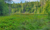 Sumpfwiese auf Wanderung zwischen Roofensee und Nehmitzsee