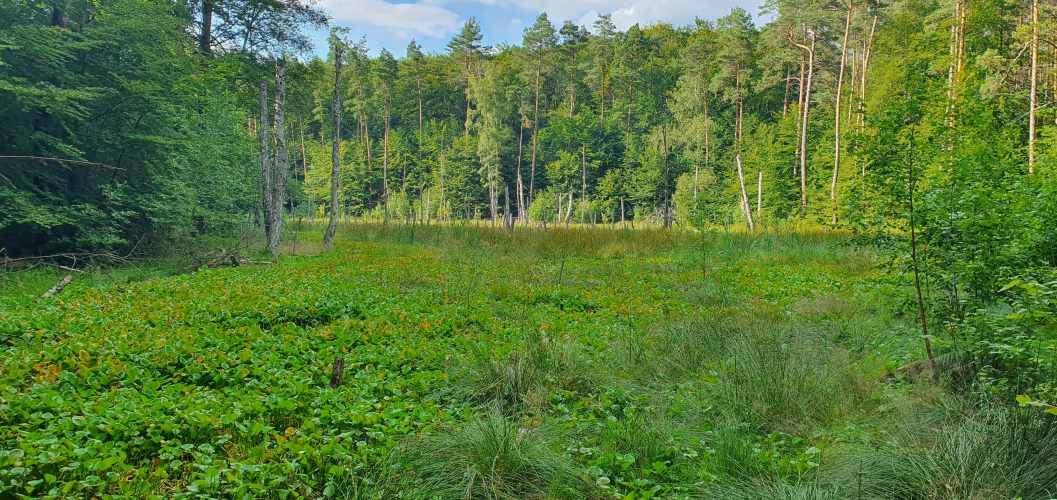 Sumpfwiese auf Wanderung zwischen Roofensee und Nehmitzsee