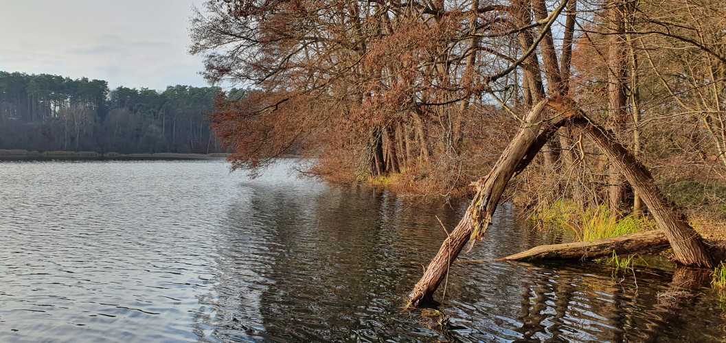 Uferbereich des Roofensees im Herbst