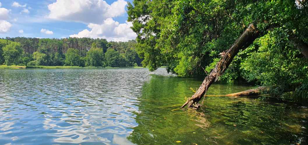 Uferbereich des Roofensees im Sommer