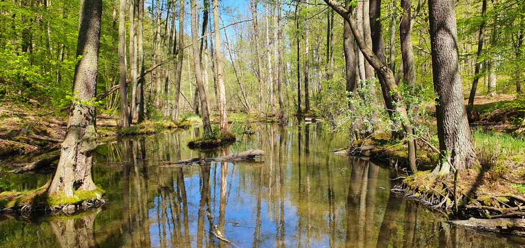 Auwald im Schlaubetal