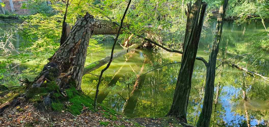 Naturbaumbrücke im Schlaubetal