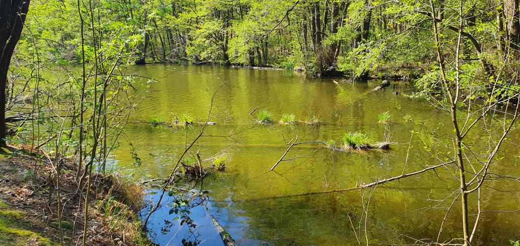 Baumgrasinseln im Wasser des Schlaubetals