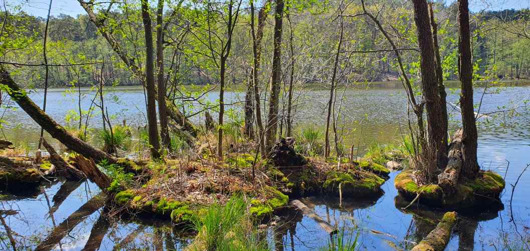 Bauminsel im Uferbereich des Schlaubtals