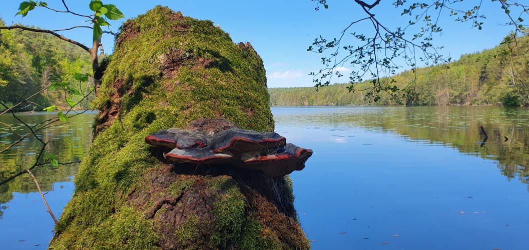 Baumpilz am Ufer des Schlaubetals