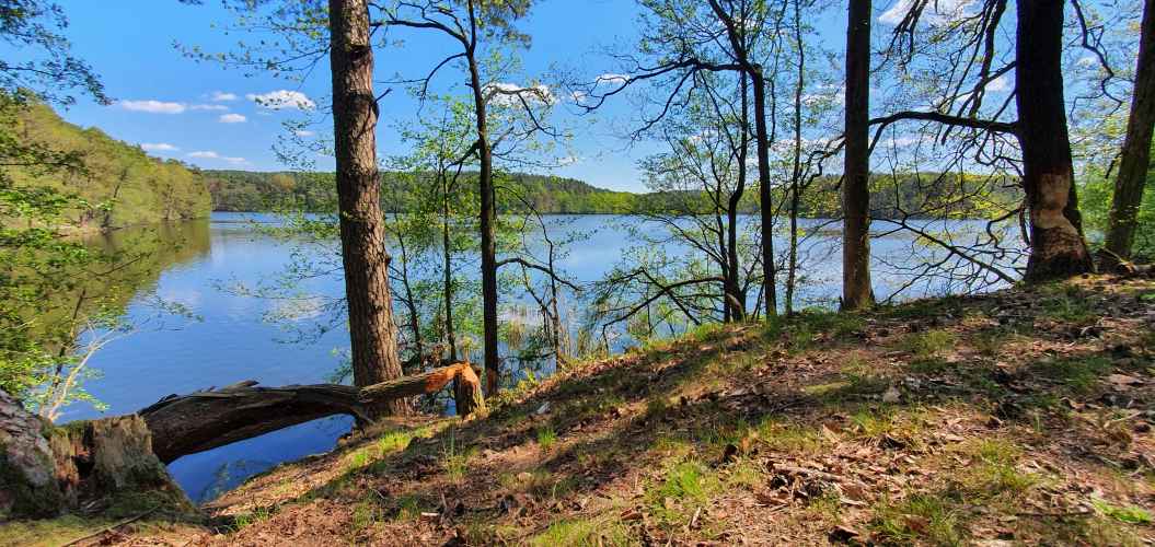 Biberspuren im Schlaubetal