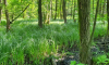Morastbewuchs im Schlaubetal
