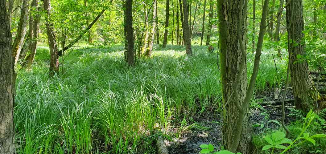 Morastbewuchs im Schlaubetal