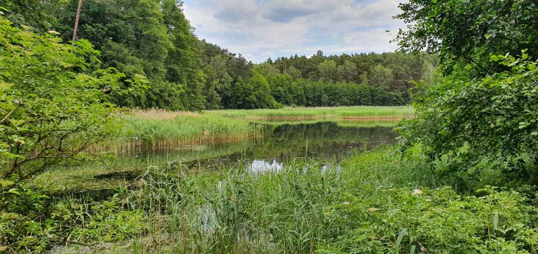 See im Schlaubetal mit Schilfufer