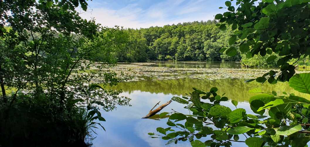 Schlaubetal mit Seerosen