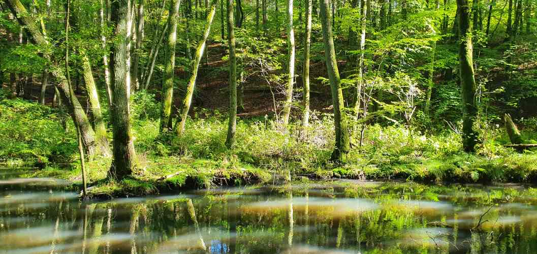 Schlaubetal mit Baumspiegelung im Sonnenlicht