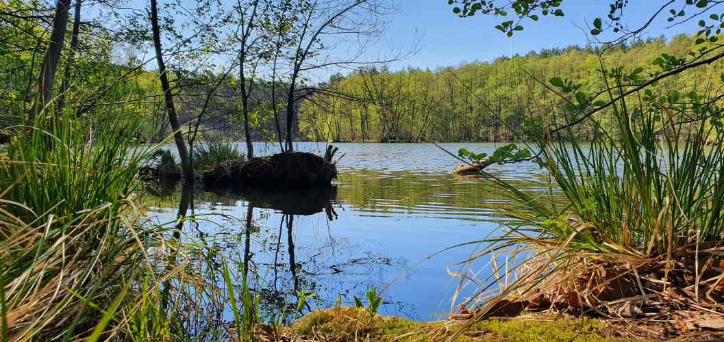 Ufer im Schlaubetal im Frühling