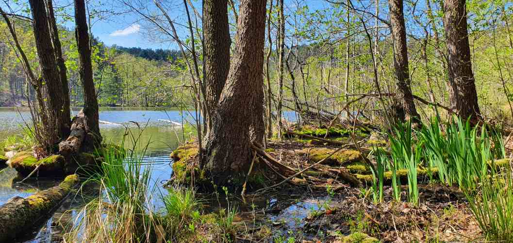 Zerklüftetes Ufer im Schlaubetal