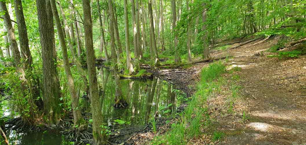 Wanderweg zwischen Auwald und Mischwald im Schlaubetal