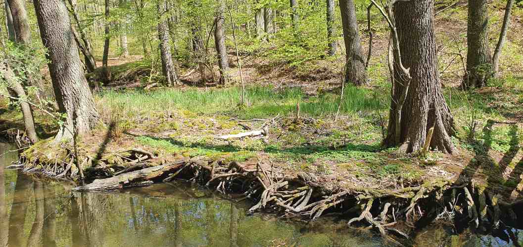 Freiliegende Baumwurzeln als Ufer der Schlaube