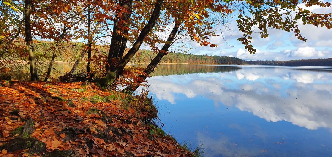 Ufer des Stechlinsee an einem goldenen Herbsttag