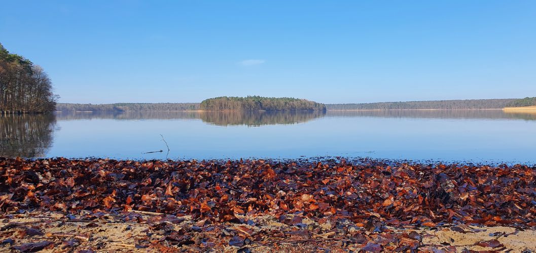 laubbedeckter Strand am Stechlinsee an einem sonnigen Herbsttag