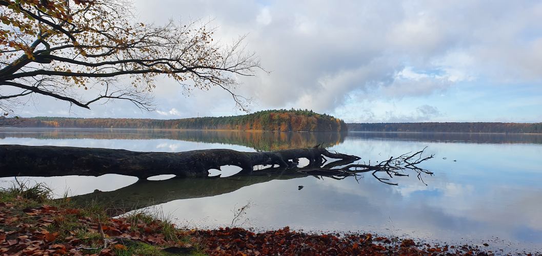ruhiger Stechlinsee an einem Herbstmorgen