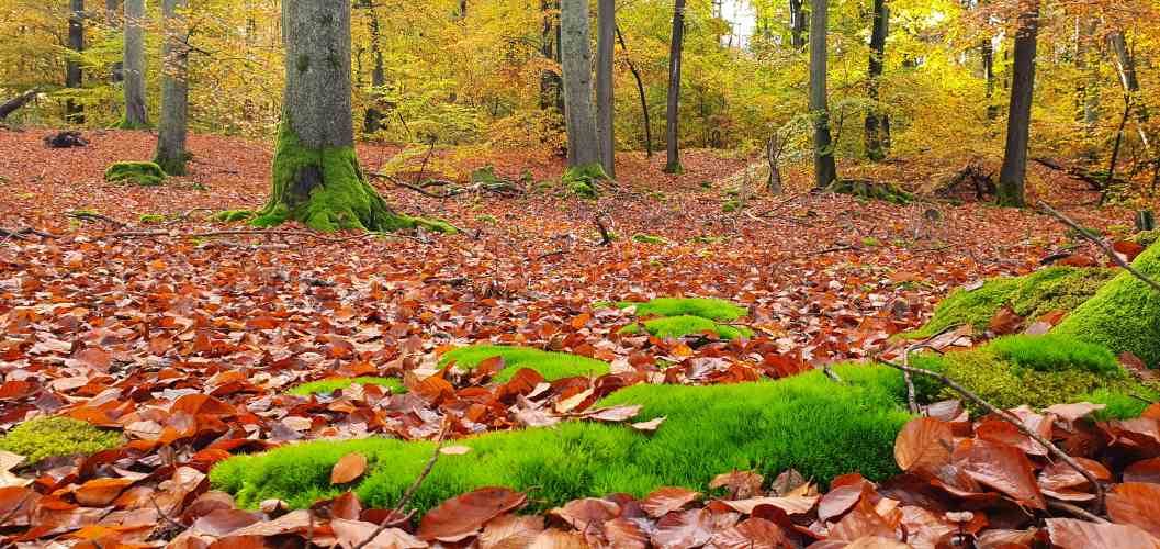 Waldboden am Stechlinsee mit saftig grünen Moos