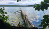 Stechlinsee mit umgestürzten Baum am Ufer