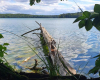 Stechlinsee mit umgestürzten Baum am Ufer