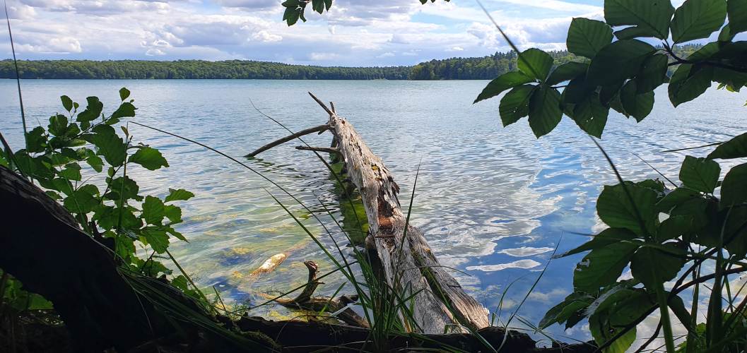 Stechlinsee mit umgestürzten Baum am Ufer