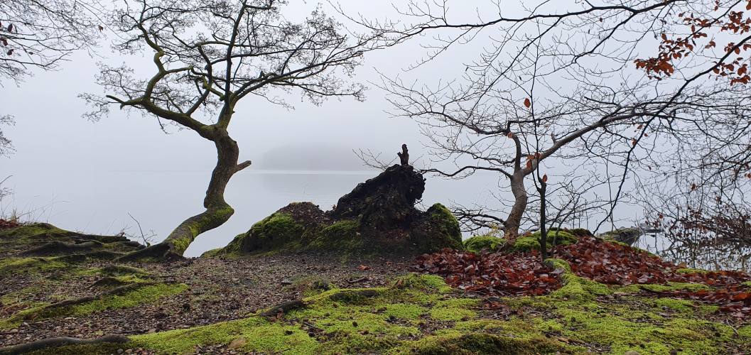 Wanderung um den Stechlinsee bei Nebel