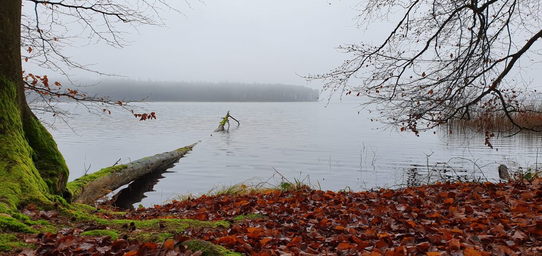 nebliger Stechlinsee