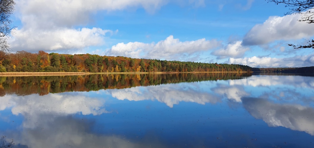 Spiegelglatte Wasseroberfläche vom Stechlinsee im Herbst