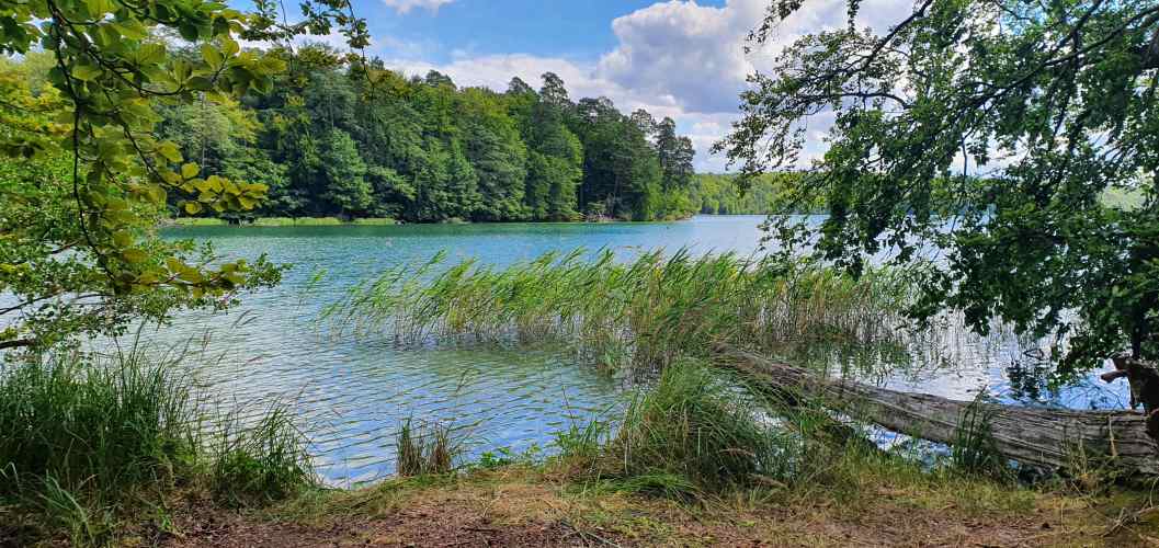 Stechlinsee mit Sonnenbucht auf Wanderung im Sommer