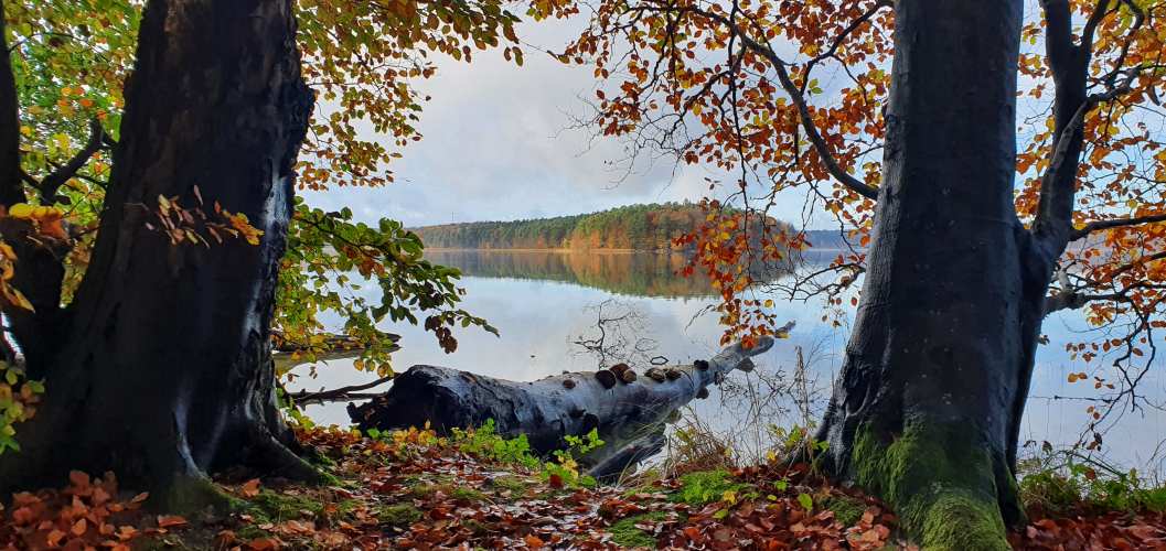 Stechlinsee mit herbstlichen Ufer