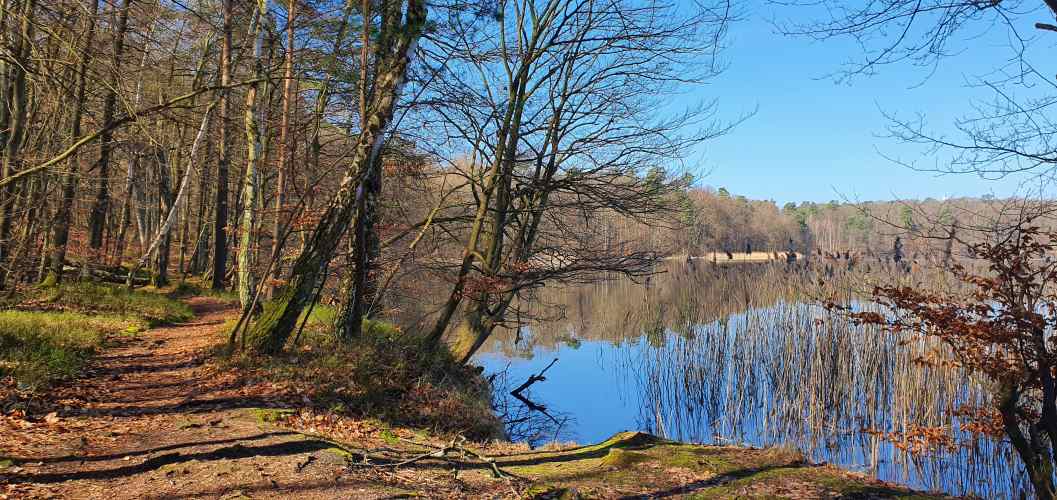 Uferwanderweg vom Stechlinsee im Herbst
