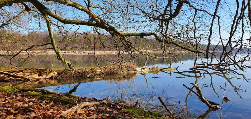 Stechlinsee mit wildwüchsigen Uferbereich im Spätherbst