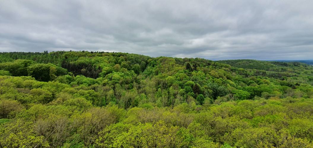 Weitblick vom Bismarckturm auf der Turmwanderung im Oberbarnim
