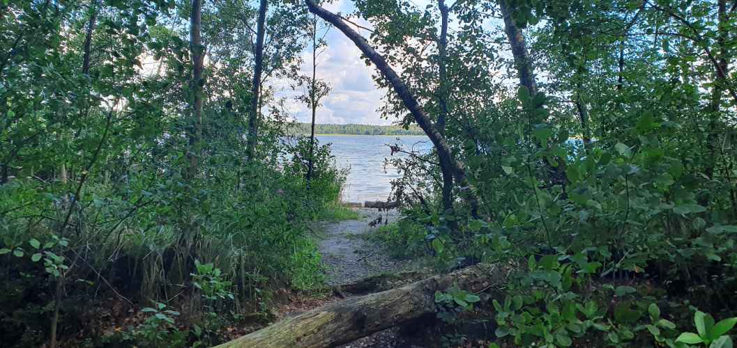 Kleiner Pfad zum Ufer des Wittwesees im Sommer