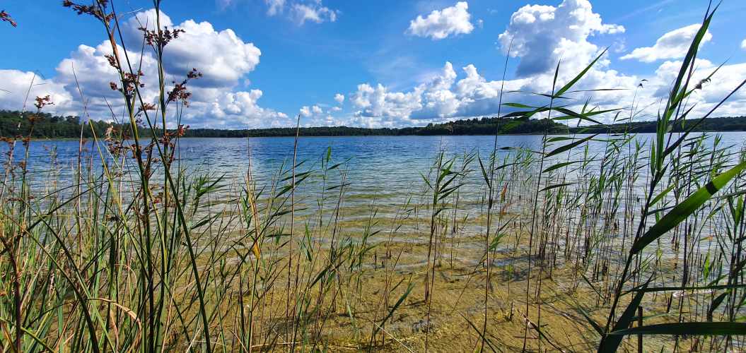 Schilf im flachen Ufer des Wittwesees im Sommer