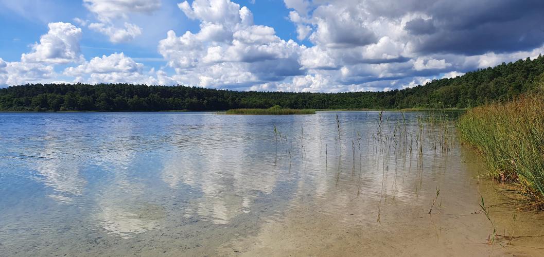 Blick auf eine Schilfinsel im Wittwesee im Sommer