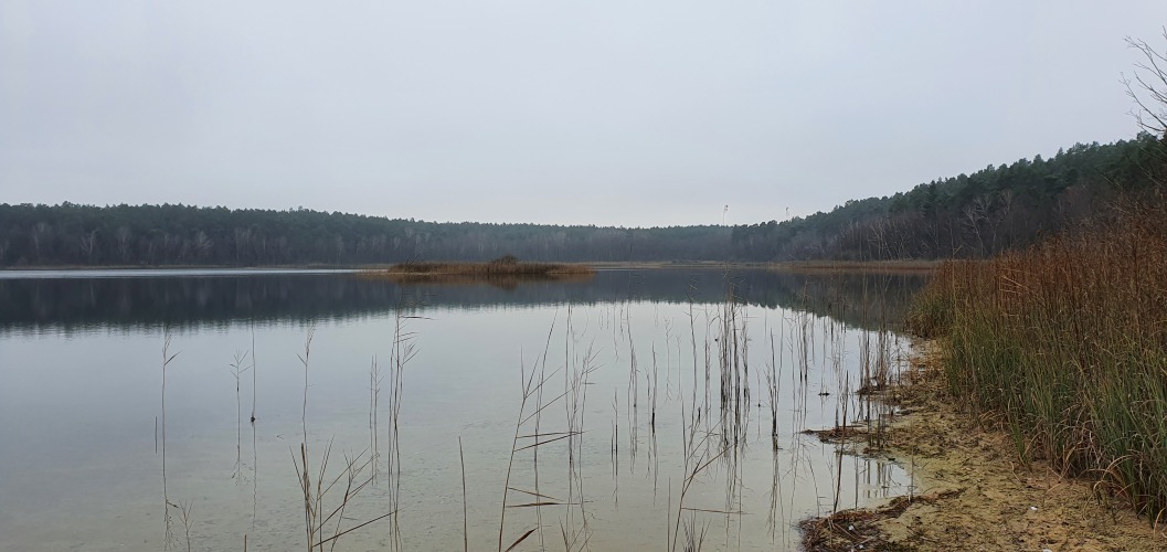 Blick auf eine Schilfinsel im Wittwesee im Winter