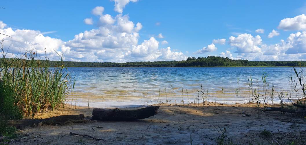 Blick vom Südufer über den Wittwesee im Sommer