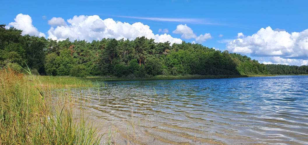 Schilfufer des Wittwesees im Sommer