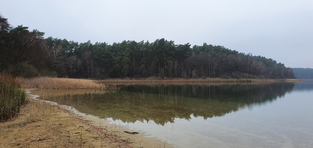 Schilfufer des Wittwesees im Winter