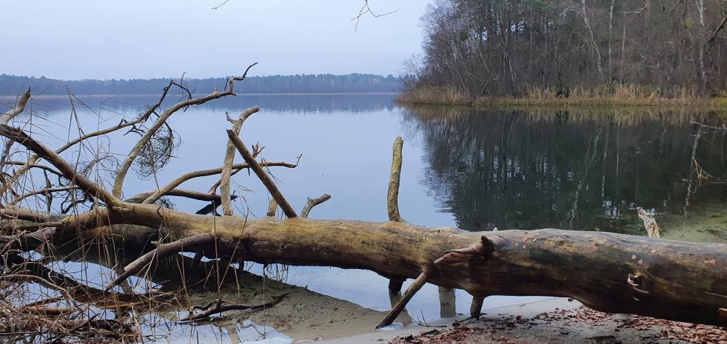 Wittwesee mit umgestürzten Baum im Uferbereich