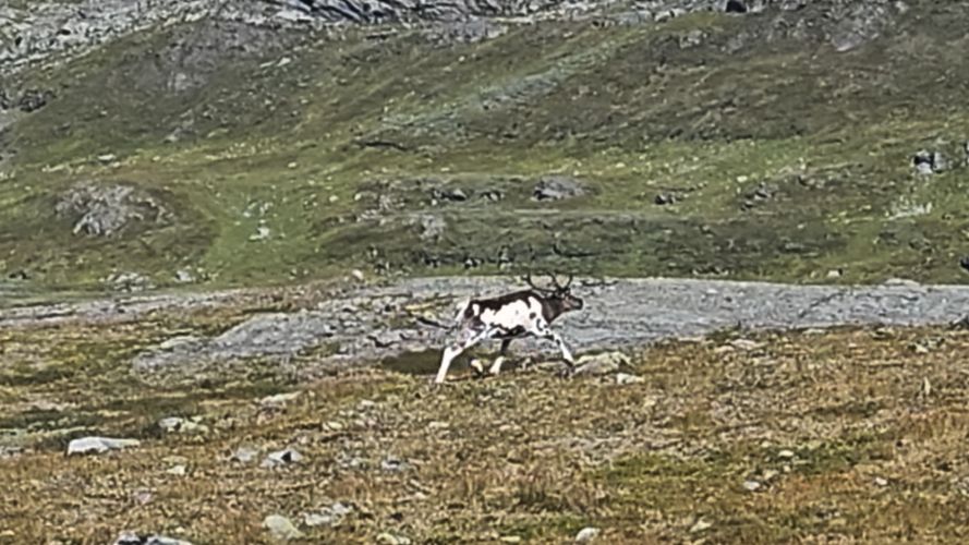 Geröllfeld auf dem Massiv Trail